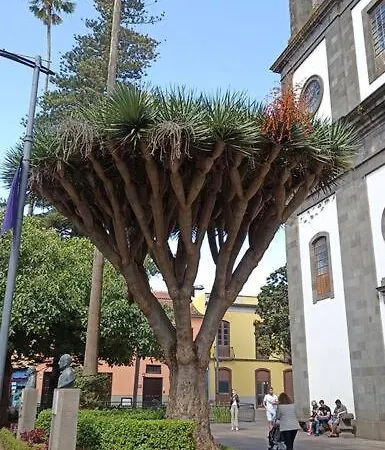 Wagner - - San Marcos (Tenerife)