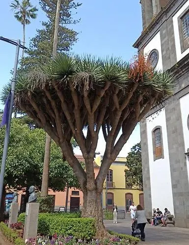 Wagner - - San Marcos (Tenerife)